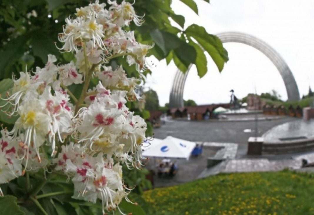 Каштани в Києві. Фото: УНІАН