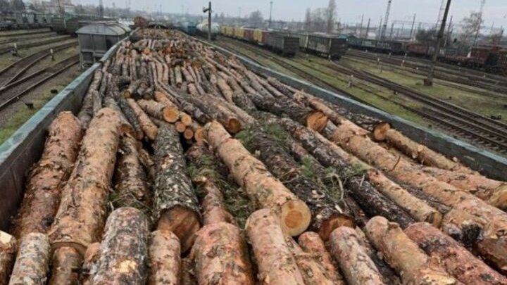 Деревина, яку намагалися вивезти до Румунії. Фото: Офіс генерального прокурора