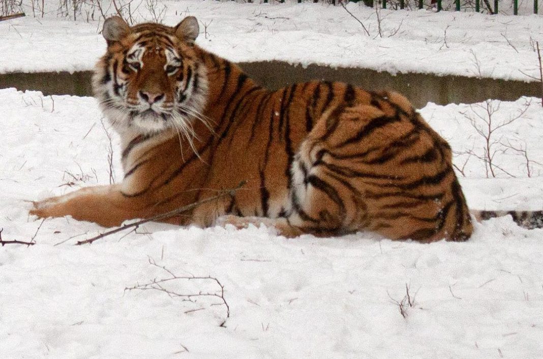 Тигр. Фото: Wild Animals Rescue Center
